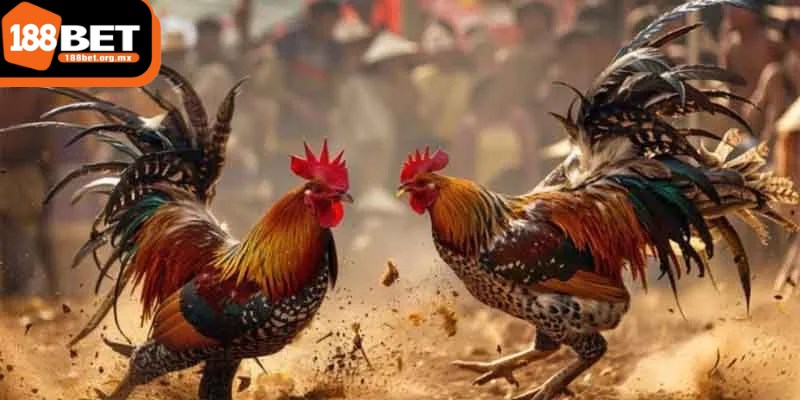 Đá gà 188BET - Phá đảo đấu trường cá cược nổi tiếng 2 Đá gà 188BET có nhiều lựa chọn hấp dẫn dành cho người chơi